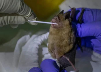 Penyakit Zoonosis dan Bagaimana Cara Mencegahnya