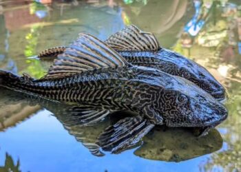 Ancaman Ekologis Ledakan Ikan Sapu-Sapu di Sungai Tercemar