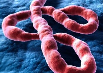Bagaimana Saran WHO atas Merebaknya Ebola yang Belum Ada Vaksinnya
