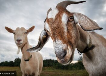 Risiko Zoonosis pada Hewan Kurban