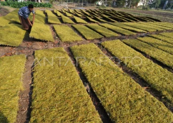 Kawasan Ekonomi Khusus Tembakau Madura, Karpet Merah bagi Industri Rokok