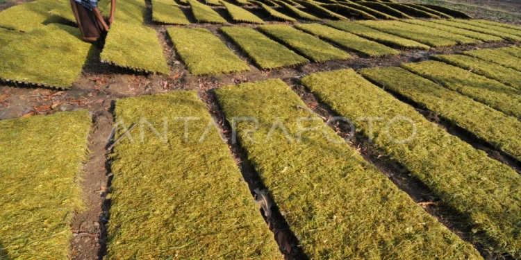 Kawasan Ekonomi Khusus Tembakau Madura, Karpet Merah bagi Industri Rokok