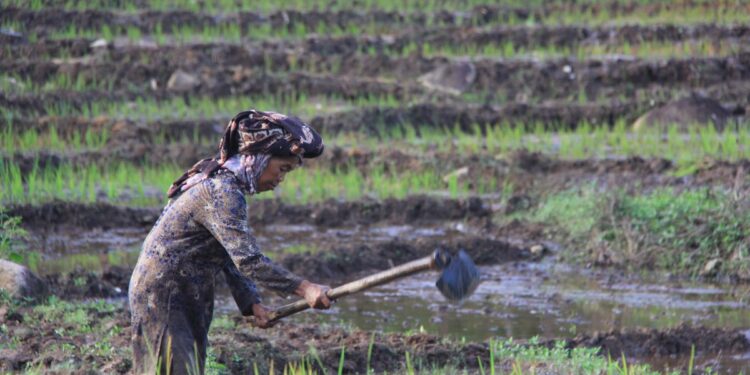 Kisah Masyarakat Bujang Raba Hasilkan Rp3,5 Miliar dari Menjaga Hutan