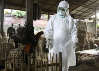 Flu Burung H5 Muncul di Australia, Indonesia Harus Perkuat Biosekuriti