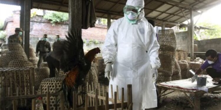 Flu Burung H5 Muncul di Australia, Indonesia Harus Perkuat Biosekuriti