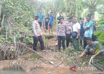 Kematian Gajah dan Harimau Jadi Alarm Kritis Konservasi Satwa di Sumatra