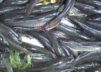 Manfaat Mengonsumsi Ikan Gabus yang Tinggi Kadar Albumin