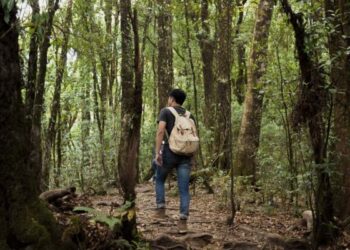 Terapi Hutan Bisa Redakan Stres, Ada Senyawa Alami Ini