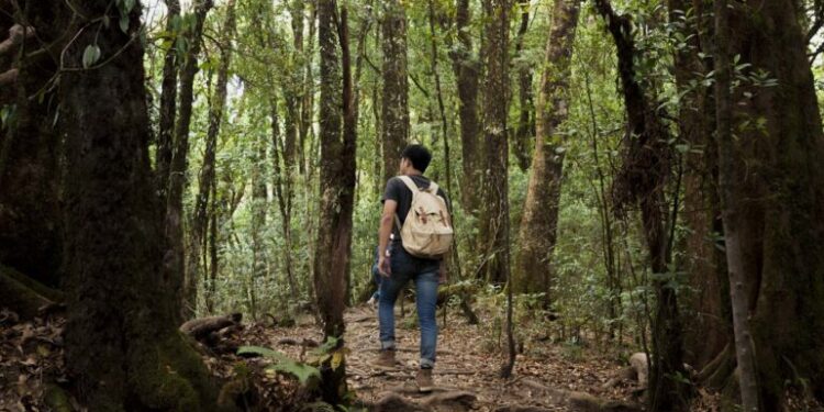 Terapi Hutan Bisa Redakan Stres, Ada Senyawa Alami Ini