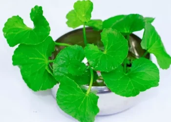 Kencur Hitam dan Daun Pegagan Mampu Mengurangi Radang Saraf Mata