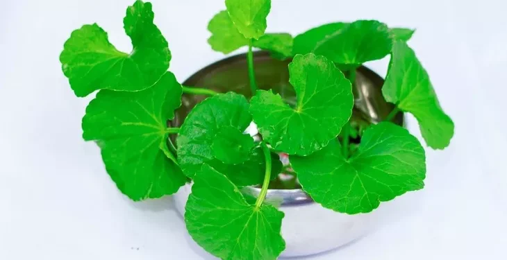 Kencur Hitam dan Daun Pegagan Mampu Mengurangi Radang Saraf Mata