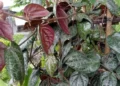 Sirih Merah Kini Jadi Bahan Kosmetik Lokal, Rahasia Cerahkan Kulit