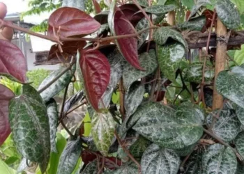 Sirih Merah Kini Jadi Bahan Kosmetik Lokal, Rahasia Cerahkan Kulit
