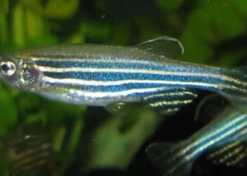 Ikan Zebra Berpotensi untuk Hewan Model Riset Biomedis