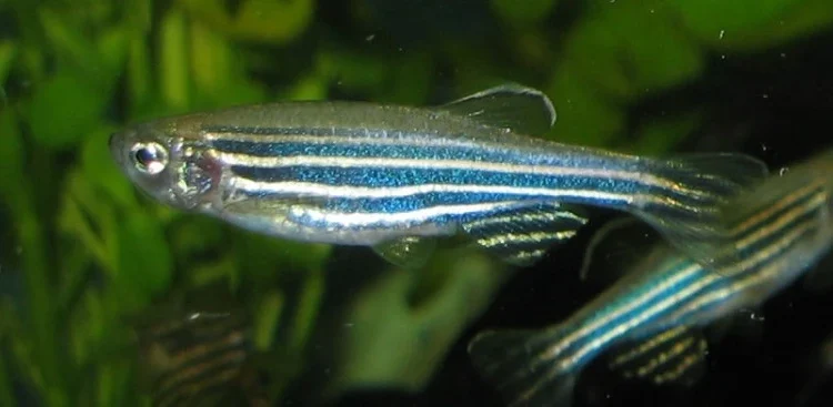 Ikan Zebra Berpotensi untuk Hewan Model Riset Biomedis
