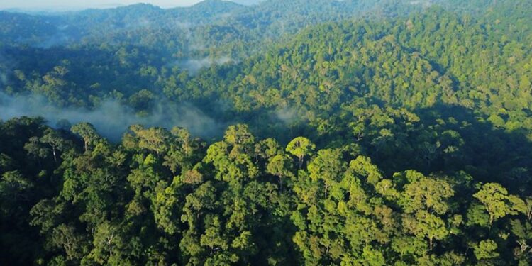 Koalisi Reset Kehutanan: Perkuat Hukum Rakyat di Tengah Perebutan Ruang Hidup dan Industri Ekstraktif