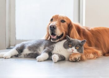 Pilih Pelihara Kucing atau Anjing, Ini Beda Karakternya