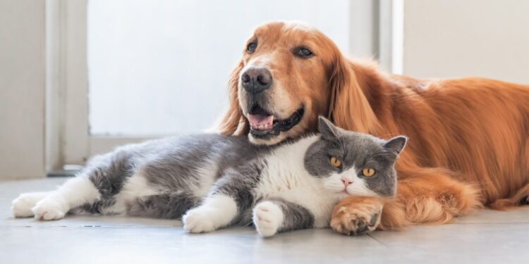 Pilih Pelihara Kucing atau Anjing, Ini Beda Karakternya