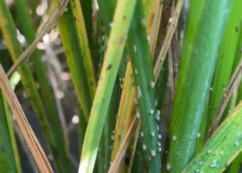 Hama Wereng Ancam Produksi Padi, BRIN Dorong Petani Terapkan Cara Ini