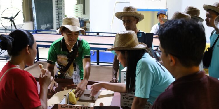 Petani Mangga Indonesia Pelajari Praktik Baik di Filipina, Difasilitasi FAO