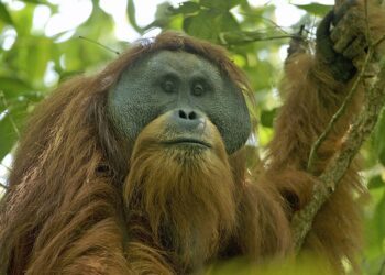 Ekspedisi Hutan Merdeka: Lima Pesepeda Gowes 1.700 Kilometer Suarakan Perlindungan Orangutan Tapanuli