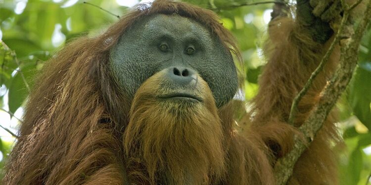 Ekspedisi Hutan Merdeka: Lima Pesepeda Gowes 1.700 Kilometer Suarakan Perlindungan Orangutan Tapanuli