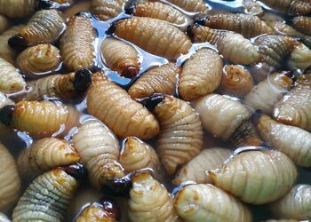BRIN Kaji Potensi Ulat Sagu sebagai Sumber Protein Alternatif