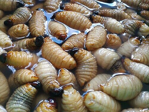 BRIN Kaji Potensi Ulat Sagu sebagai Sumber Protein Alternatif