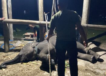 Kematian Gajah Yuna, BKSDA Aceh Perkuat Deteksi Dini Serangan Virus