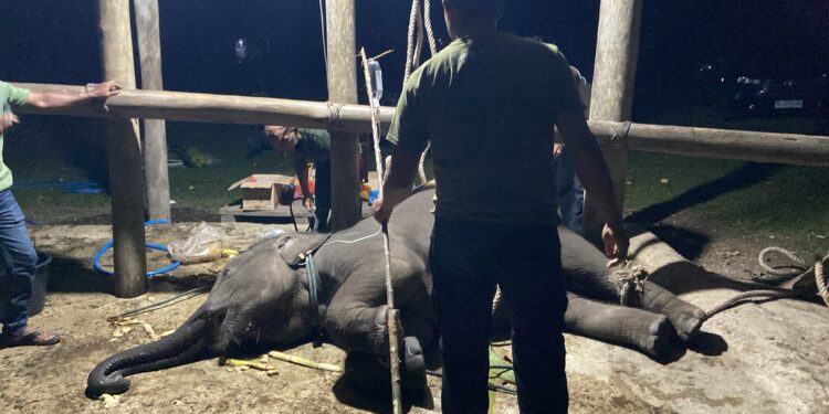 Kematian Gajah Yuna, BKSDA Aceh Perkuat Deteksi Dini Serangan Virus