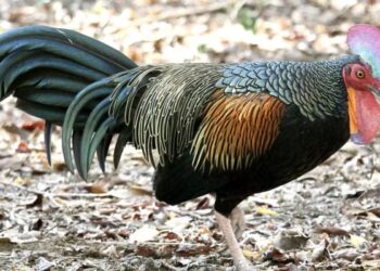 Perburuan dan Erosi Genetik Ancam Ayam Hutan Indonesia