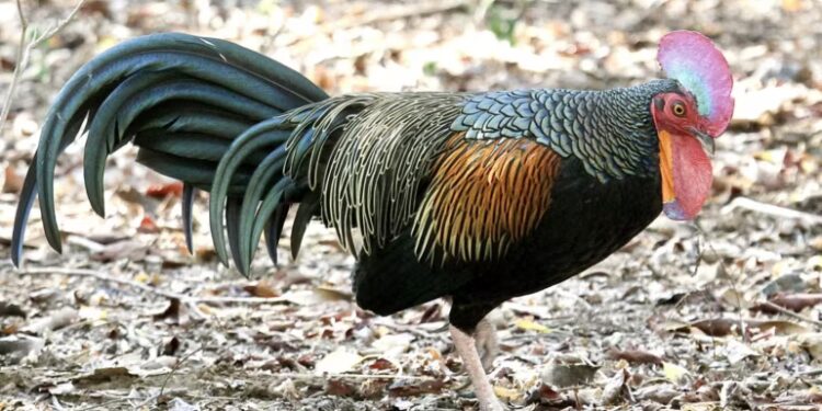 Perburuan dan Erosi Genetik Ancam Ayam Hutan Indonesia
