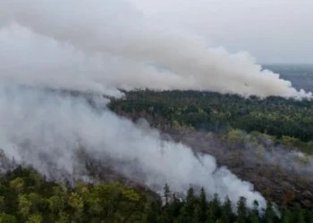 Guru Besar UGM: Karhutla Ancaman Serius, Kuatkan Penjagaan Hutan