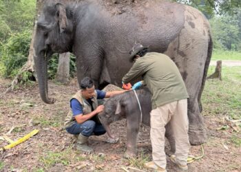 Gajah Sumatera “Lisa” Tesso Nilo Lahirkan Anak Jantan Sehat