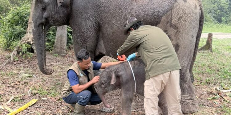 Gajah Sumatera “Lisa” Tesso Nilo Lahirkan Anak Jantan Sehat
