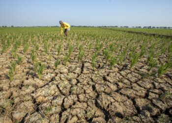 Perlunya Diversifikasi Pangan di Tengah Kuatnya El Nino