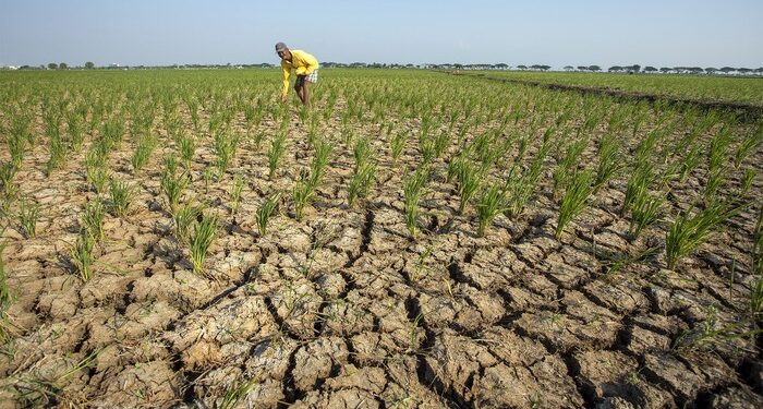 Perlunya Diversifikasi Pangan di Tengah Kuatnya El Nino
