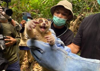 Cerita di Balik Pelepasliaran Enam Kukang Jawa ke Taman Nasional Ujung Kulon