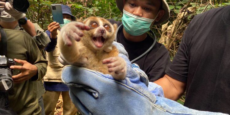 Cerita di Balik Pelepasliaran Enam Kukang Jawa ke Taman Nasional Ujung Kulon