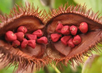 Biji Kesumba Keling Berpotensi untuk Antikanker Payudara