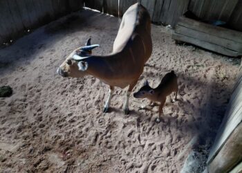 Anak Banteng Jawa Lahir di Pangandaran