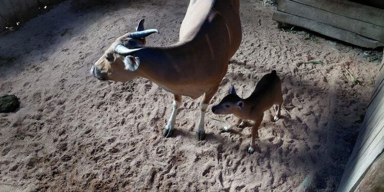 Anak Banteng Jawa Lahir di Pangandaran