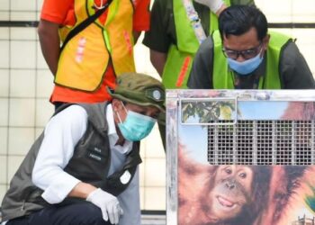 Orangutan Sumatera Korban Perdagangan Ilegal dari India Dipulangkan ke Indonesia