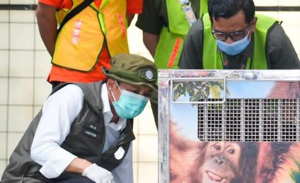 Orangutan Sumatera Korban Perdagangan Ilegal dari India Dipulangkan ke Indonesia