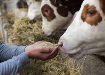 Virus Shamonda, dari Sapi Menular Lewat Gigitan Lalat Pengisap Darah