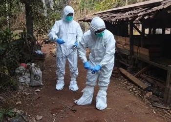 Risiko Penularan Antraks dan Tradisi Brandu