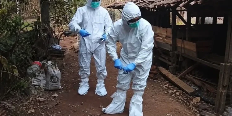 Risiko Penularan Antraks dan Tradisi Brandu