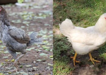 Ayam Kampung vs Broiler, Mana yang Lebih Bergizi?