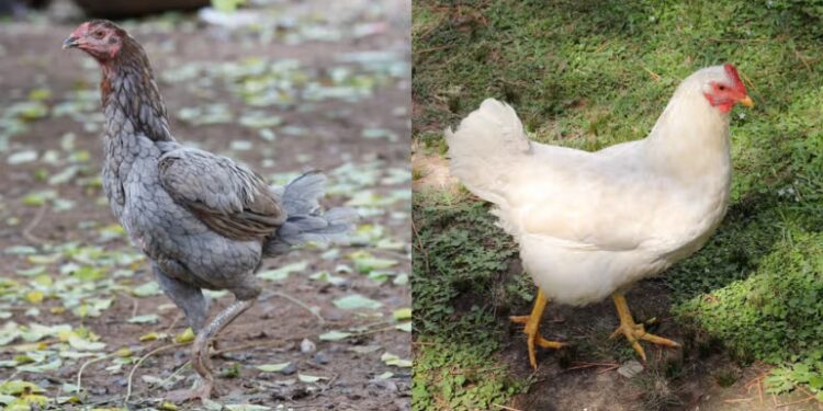 Ayam Kampung vs Broiler, Mana yang Lebih Bergizi?